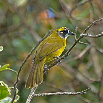 Yellow-eared Bulbul