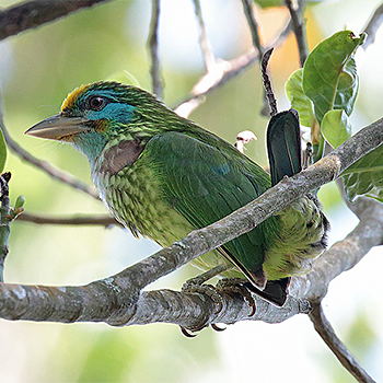 Yellow-fronted Barbet