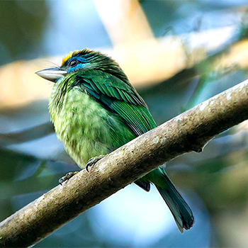 Yellow-fronted Barbet