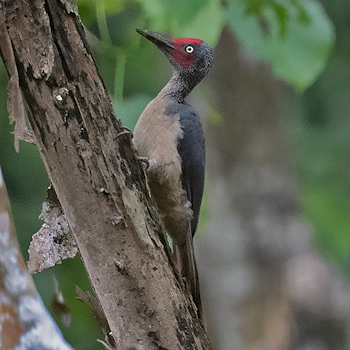 Ashy Woodpecker