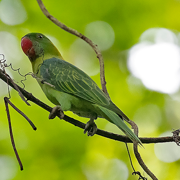 Azure-rumped Parrot