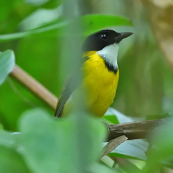 Black-chinned Whistler