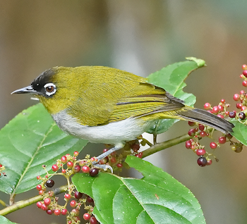 Black-crowned White-eye