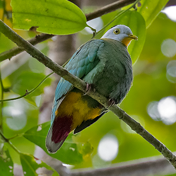 Black-naped Fruit-dove