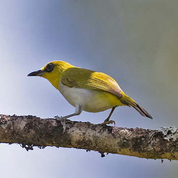 Black-ringed White-eye