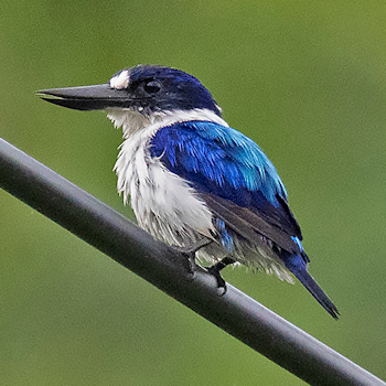 Blue-and-white Kingfisher
