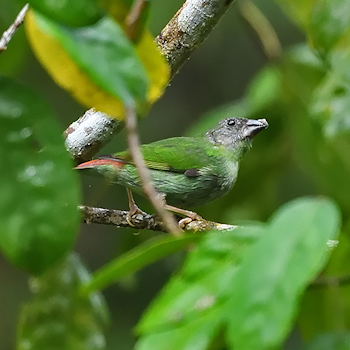 Blue-faced Parrotfinch