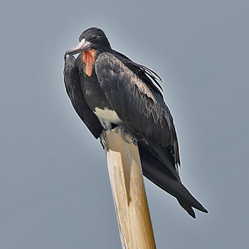 Christmas Island Frigatebird