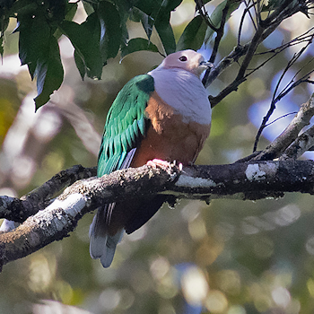 Cinnamon-bellied Imperial-pigeon