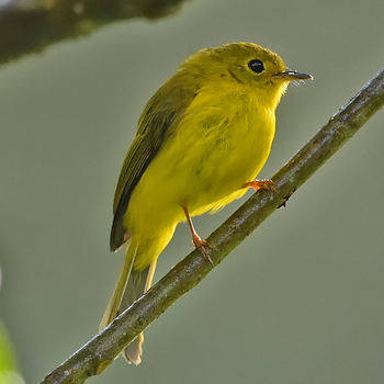 Citrine Canary-flycatcher