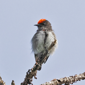 Crimson-crowned Flowerpecker