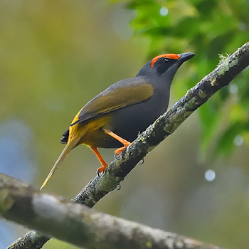 Fiery-browed Myna