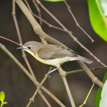 Golden-bellied Gerygone