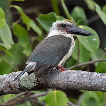 Great-billed Kingfisher
