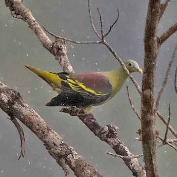 Grey-breasted Green-pigeon