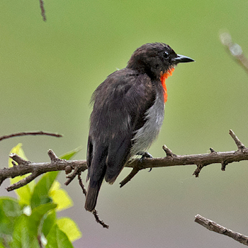 Grey-sided Flowerpecker