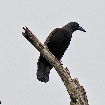 Halmahera Paradise-crow