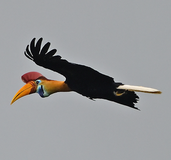 Knobbed Hornbill