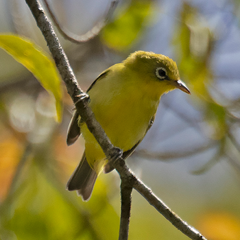 Lemon-bellied White-eye