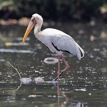 Milky Stork