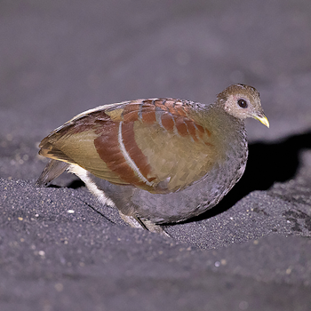 Moluccan Megapode