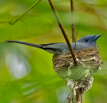 Pale-blue Monarch