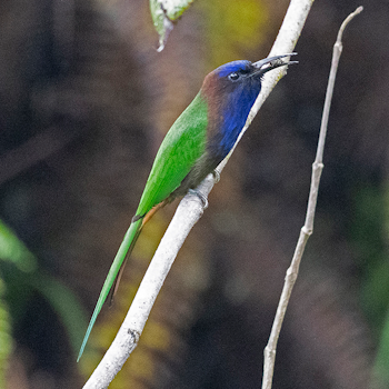 Purple-bearded Bee-eater