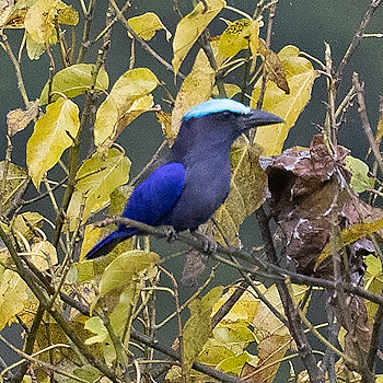 Purple-winged Roller