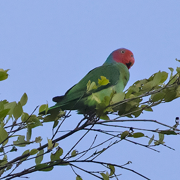 Red-cheeked Parrot