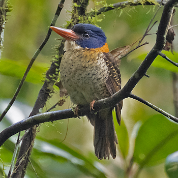 Scaly-breasted Kingfisher
