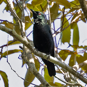Short-tailed Starling