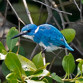Small Blue Kingfisher