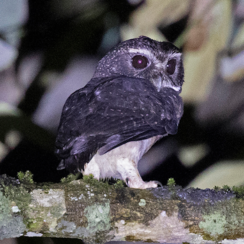 Speckled Boobook