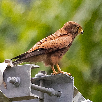 Spotted Kestrel