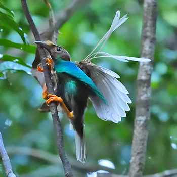 Standardwing Bird-of-paradise