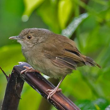 Sulawesi Babbler