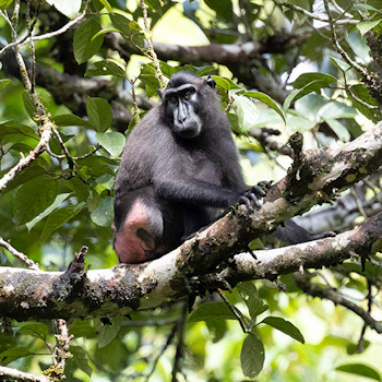 Sulawesi Crested Macaque