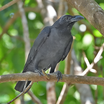 Sulawesi Crow