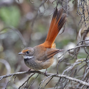 Sulawesi Fantail