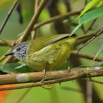 Sulawesi Heleia