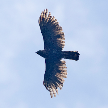 Sulawesi Honey-buzzard