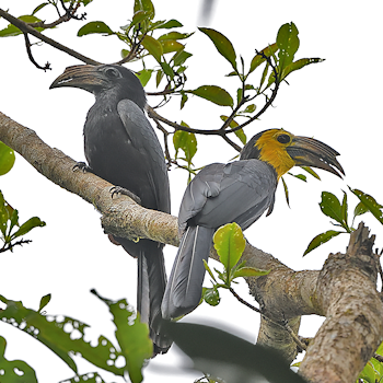 Sulawesi Hornbill