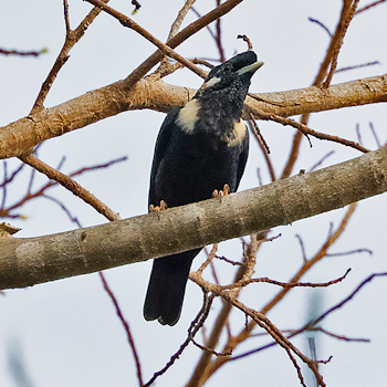 Sulawesi Myna