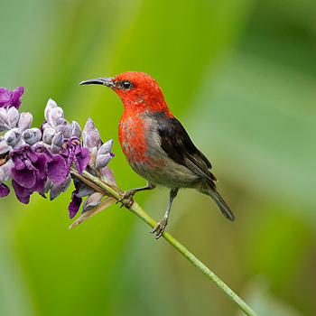 Sulawesi Myzomela