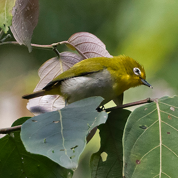 Sulawesi White-eye