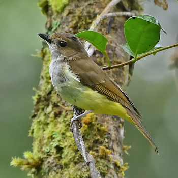 Sulphur-bellied Whistler