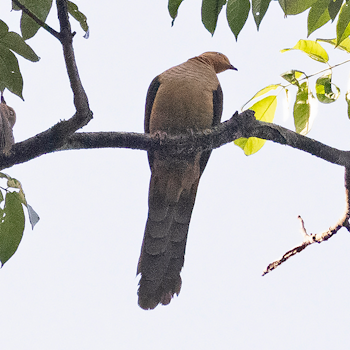 Sultan's Cuckoo-dove
