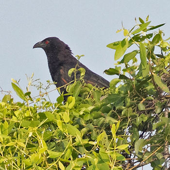 Sunda Coucal