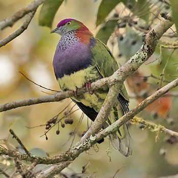 Superb Fruit-dove