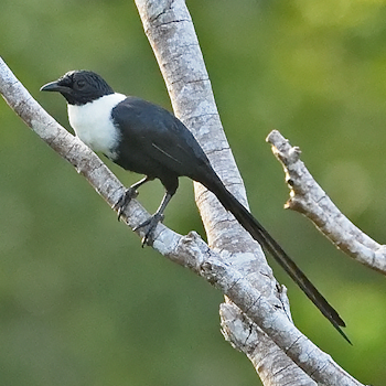White-necked Myna